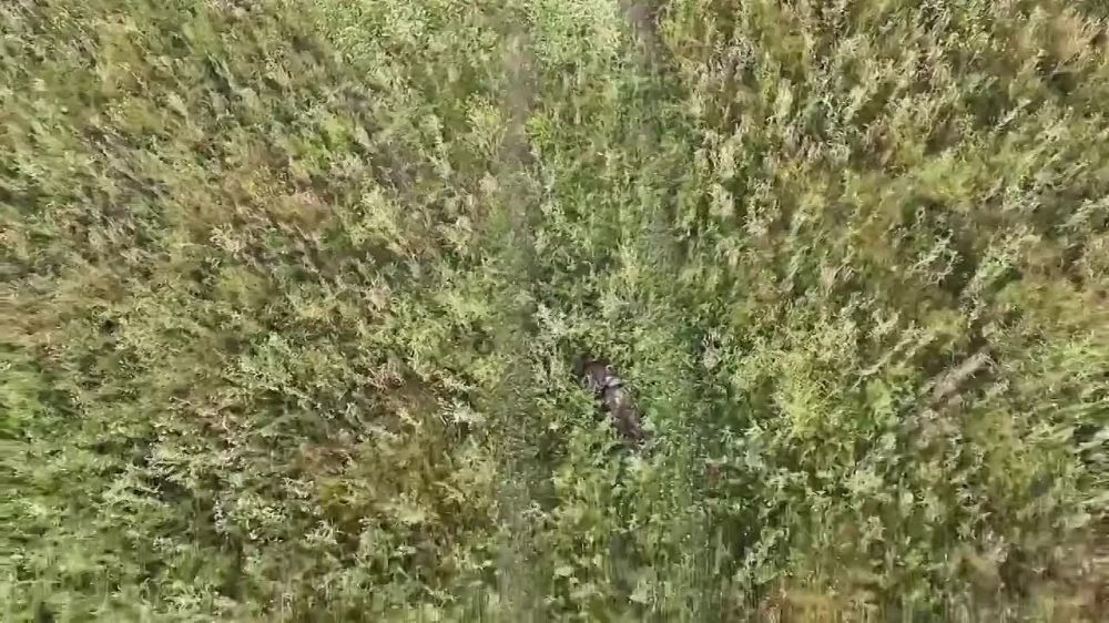 ������ �������: ������ ����������� ����������������