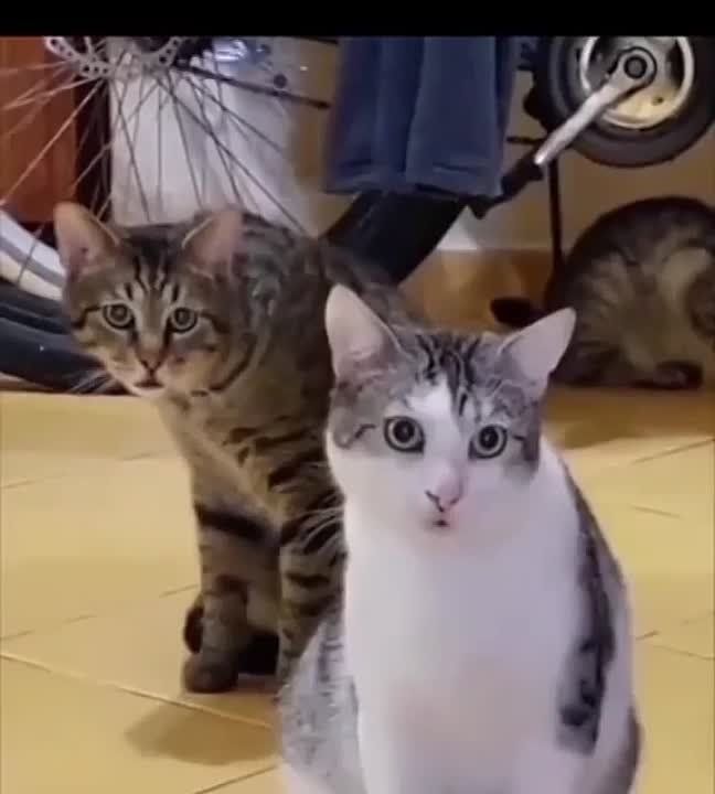 ������� ����� ���, ���� � �������