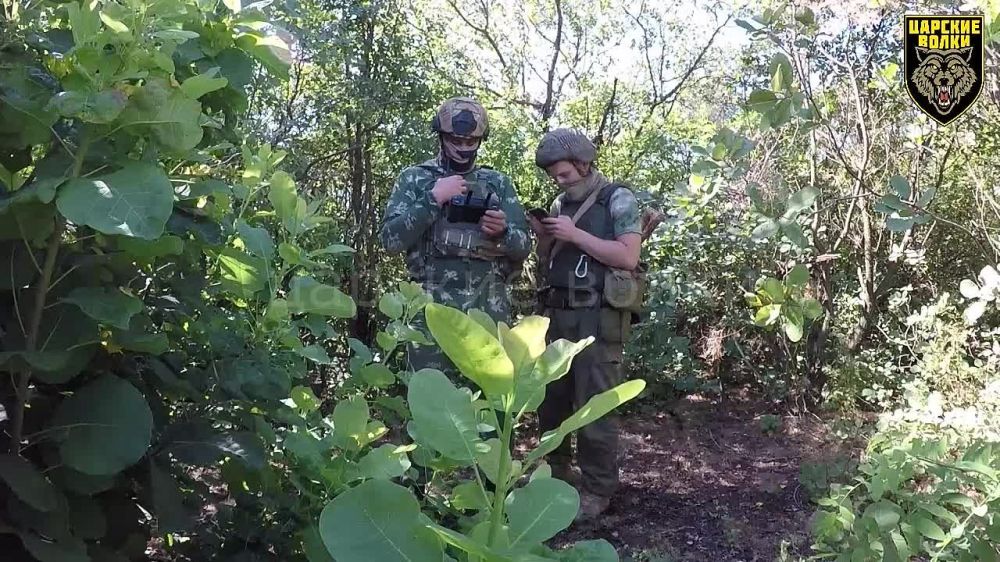 ������� �������: ����������� �����. ��������� ���� ���������������� ������ ����-11 �� ������� �������. ������-����������� ��������, ������������� ���� ����������, ���������� ���