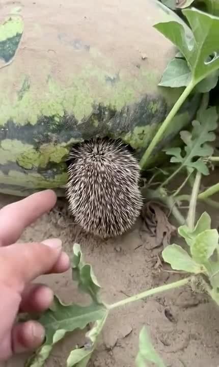 ������ ������� ����� ������� ������� ���