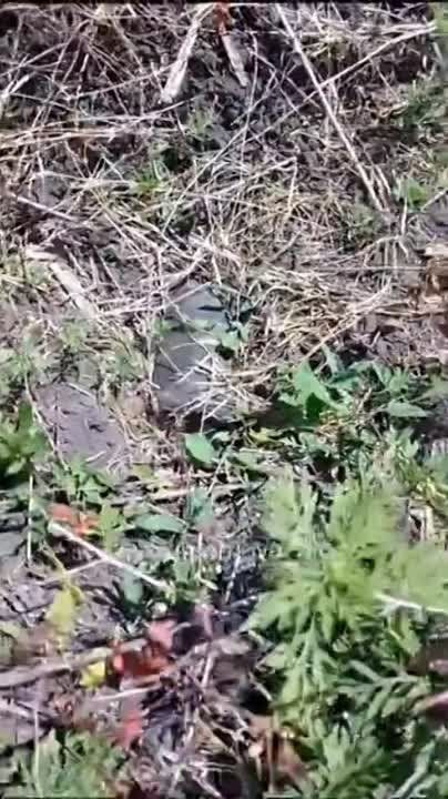 ���������� ������� ����������� ������������ � ���� ���������������� ������������ ��������������� International MaxxPro � �������� ����� Leopard 2A6