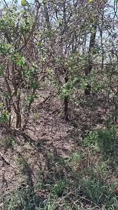 Чингис Дамбиев: Результат артиллерийского удара ВС РФ по укрывшимся в лесопосадке ВСУшникам на Запорожском направлении