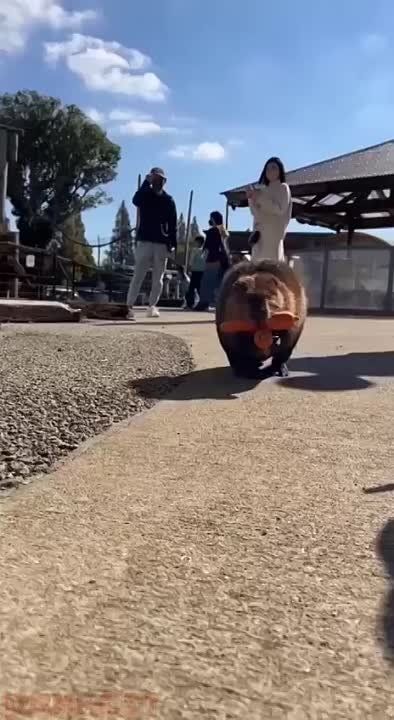������ ������: � ������ �����! ���� ����������� � �������� �������� �������