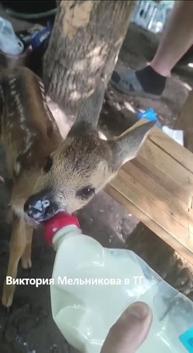 ���� ��������, ��������� �������� ������� � ���� ���, ���������� �����������
