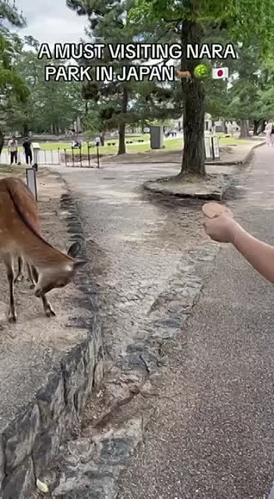 ������ � �������� ��������