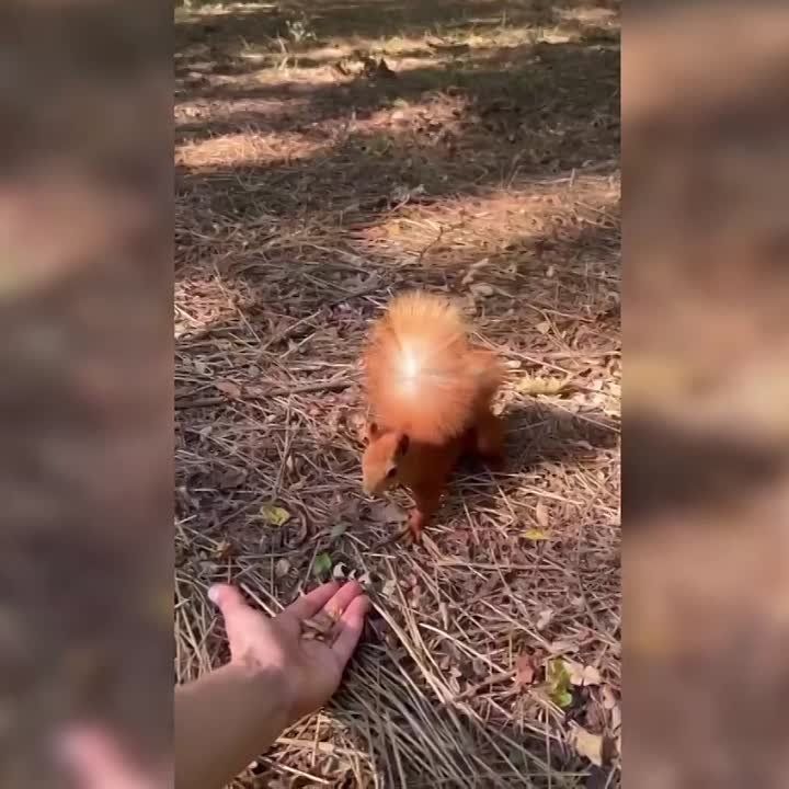 � ���������� ����� ������ ����