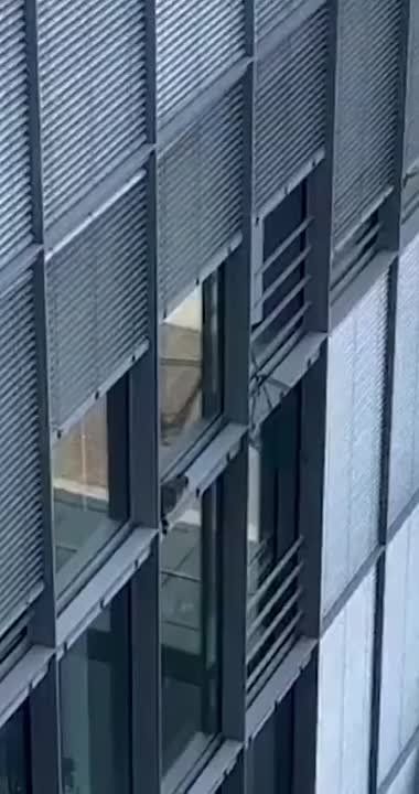 Немцы стали жаловаться на пьяных енотов