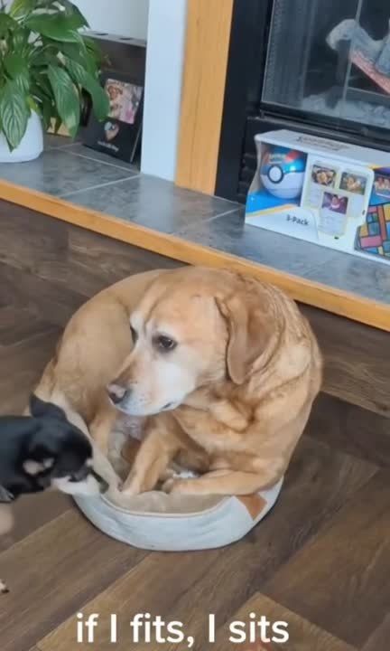 �� ������ ����� �� ����� ��������: � �������� ����������� ����� If it fits I sits (����� ��� ��������, � ����)