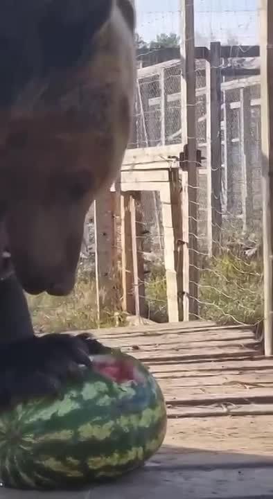 ������ ����