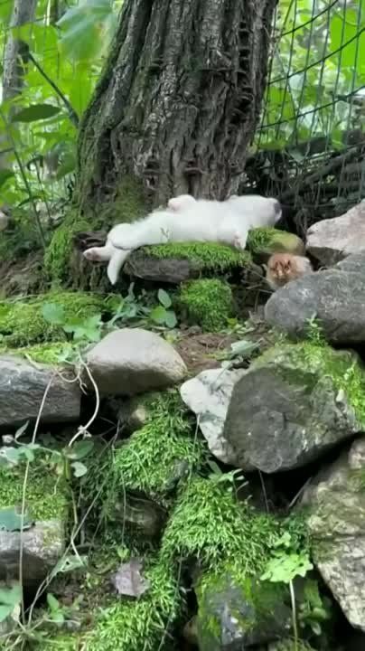 ������ ����, ��������!. �������������� ��