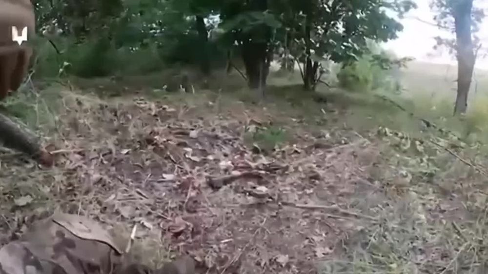 ����� � ��� �������. �� ������ ����� - ��������� ������� �������� ��� � ������ ��������. �� ������, � ����������� �����������, ���� ������� ����� ������ �� ��������� 3-� ��������� ������� "����" (���������������� �����������, ����������� � ��)