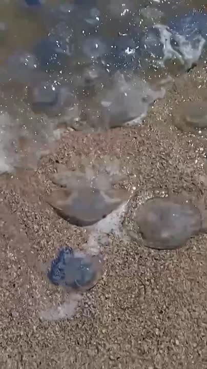 ����������, ����������� �������