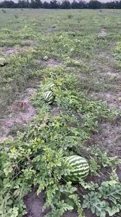 ������� ����������: ������, ��� ������ ������ �������?