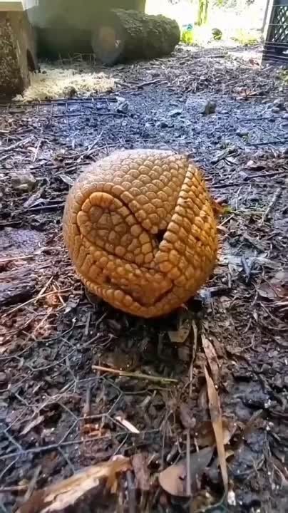 ����������� ������ ����������
