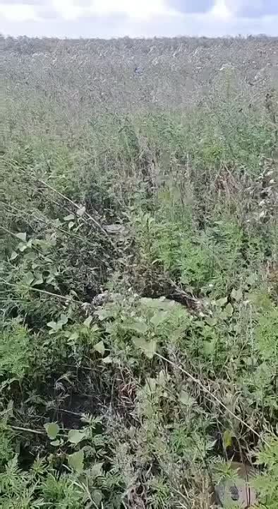 ����� �����: ��������� ������ ����� �� ����������� ����������� �������� ����� ���