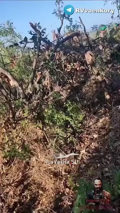 Евгений Лисицын: Эвакуационная группа укронацистов подорвалась на минах на Запорожском фронте