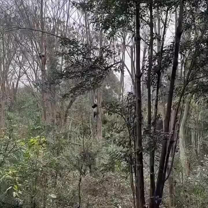 ������ ������� ����, ������!