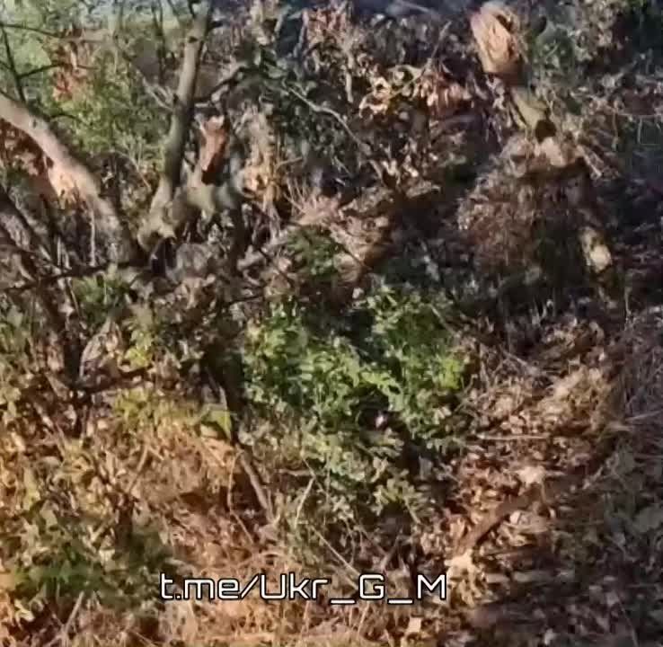 ��� �� ����������� ������: ������������� ������ �������� ��� ����������� �� ����