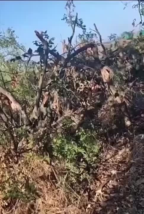 ������� ������������.. �������� ����������� �� ����� ���� �� ������. ����������� �����������