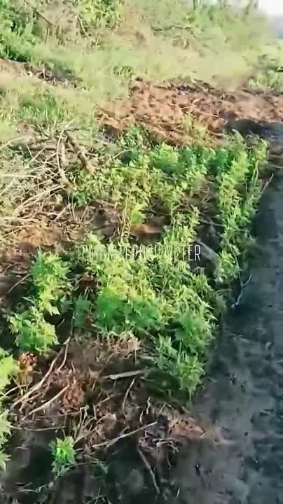 Евгений Лисицын: Будни украинского контрнаступа