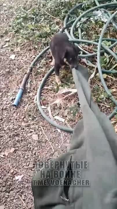 #��������_��_��_��. ����� �������� ���������� ������ - ������ �� ���� ������ �������. ���� ������, ���������� � �������� � ������