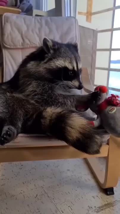 � ������� ���� ���� ������� �������