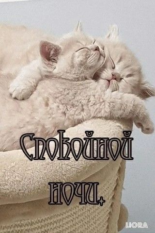������ ����, ������� ������