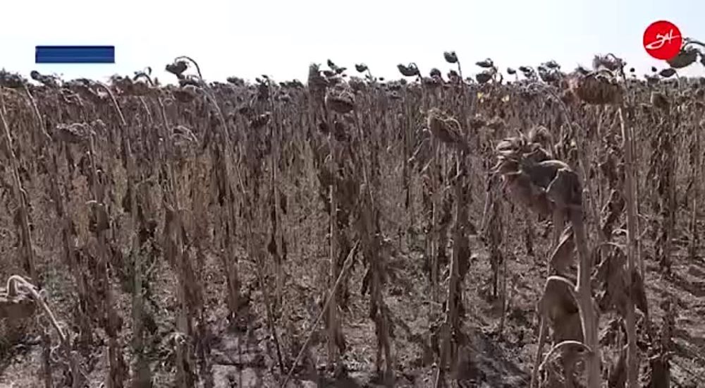 � ����������� ������� ���� ��������� �������� �������������