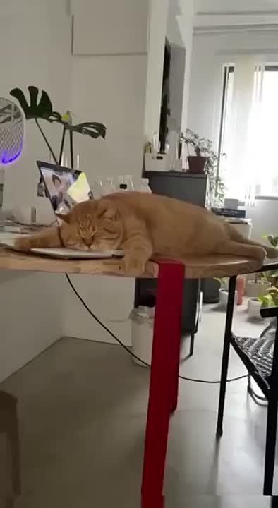 ������ ����, ��������!. �������������� ��
