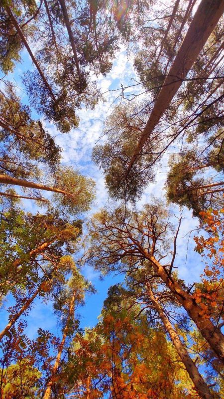 � ������ �����, ��������� ����������