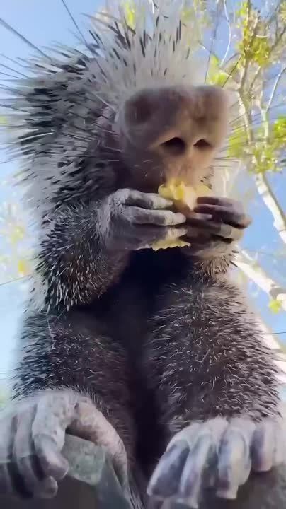 ����� ��������. ���� ��������� �����)
