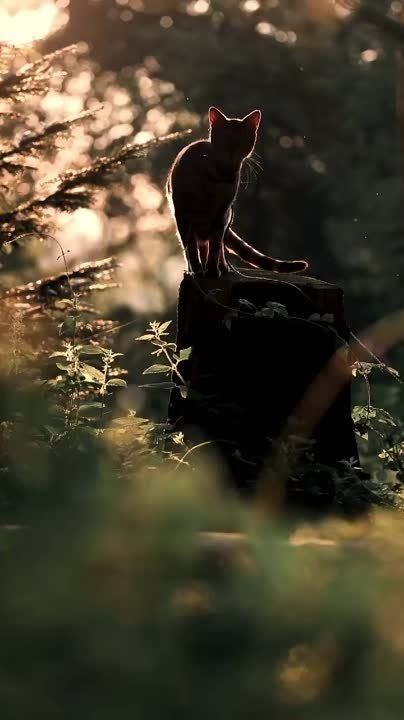 ������ ����� ���� - ��� ����