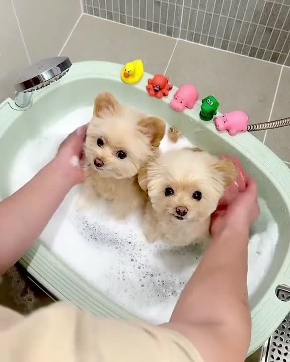 ������ ����, ��������!. �������������� ��