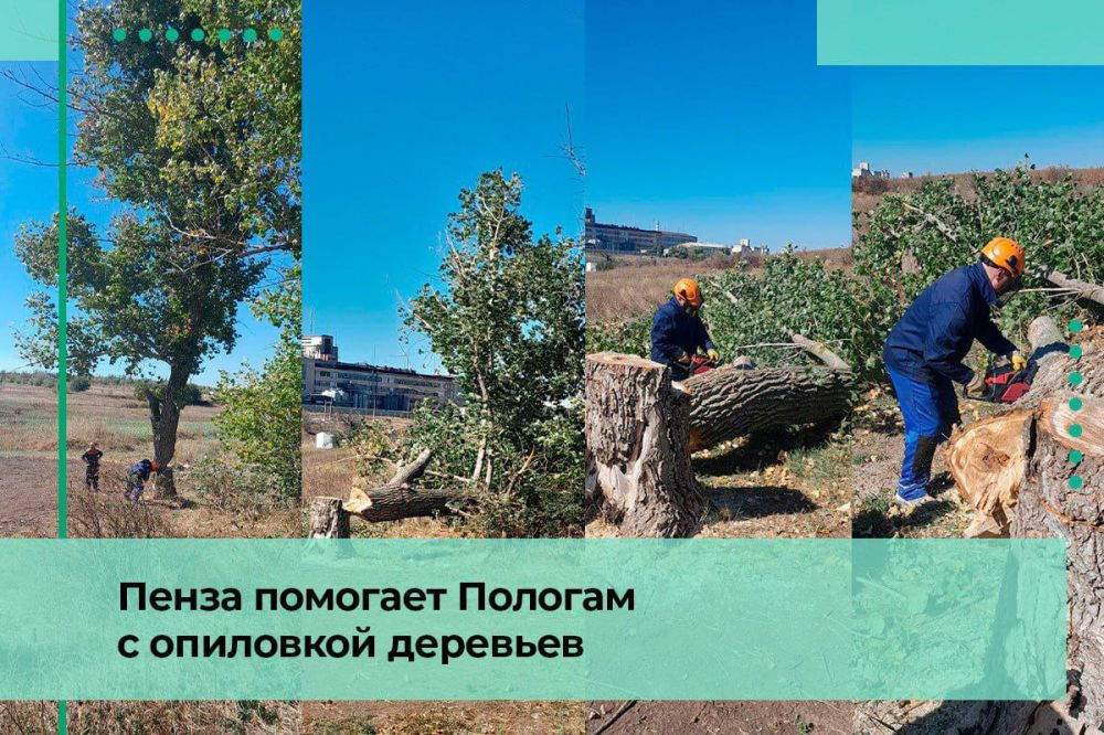 Пензенцы помогают проводить опиловку деревьев в Пологах