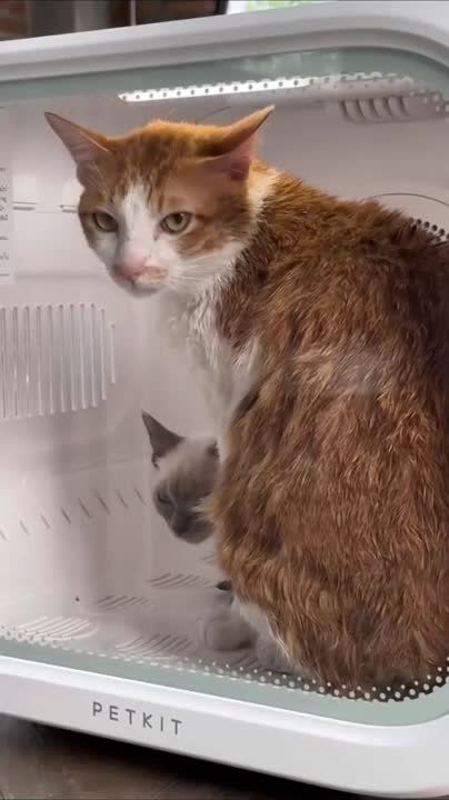 #����������. � ������� ��������� ������� ��� �������� Petkit Airsalon Max