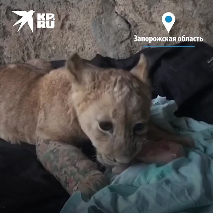 � ����������� ������� ����������� ������ ��������� ������ �� �����������
