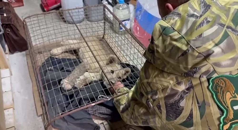 �������-�������� ������� �� ���������� � ����