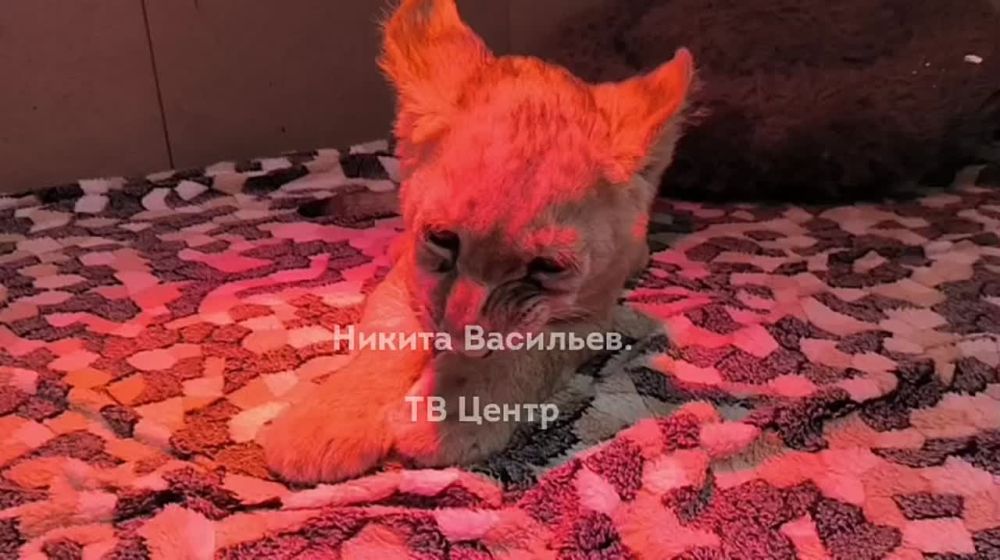 ������ ��������: ���� ������ ������� ���������� ����� � ������ �������