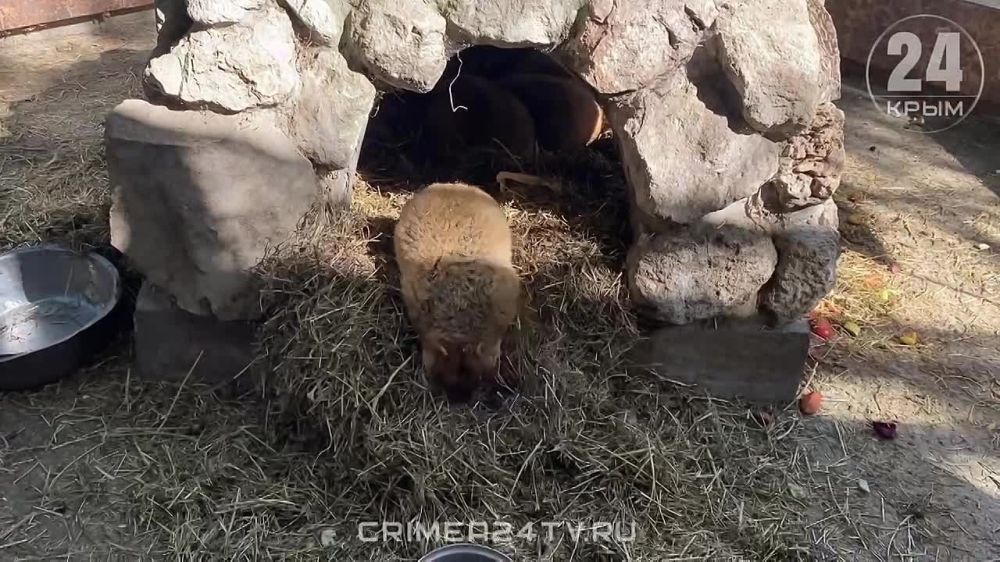������� ��-�������: ��� ���������� �������� ������� � �������