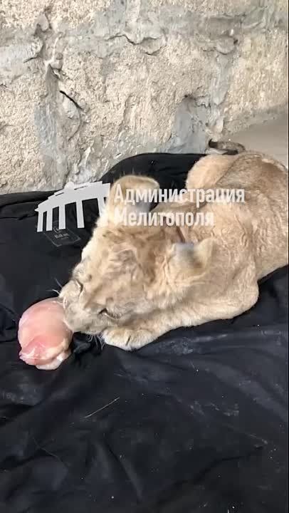 ���������� ��� �� ����������� ������� ������ ������, ������� ������ � �����������