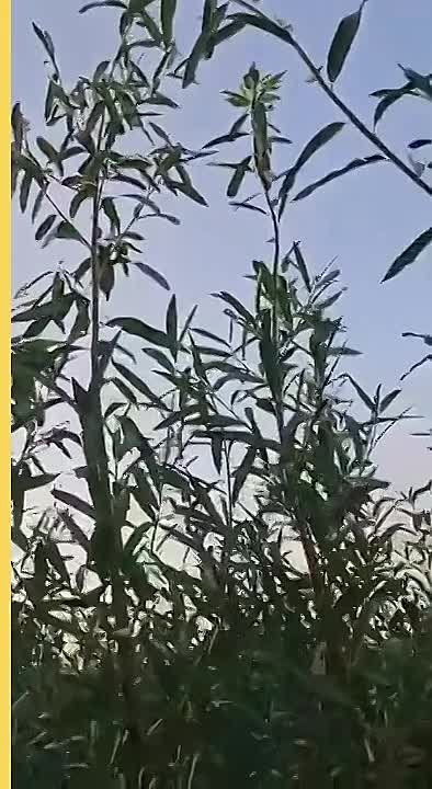 ��� ������ �������� �� ����������, ��� ������� ������� ��������� ��������������
