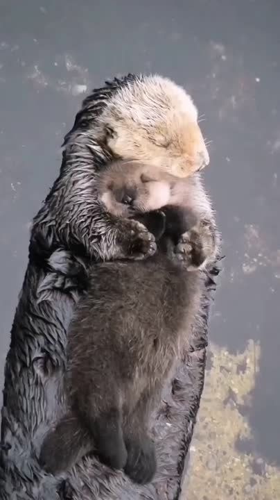 ������ ����, ��������!. �������������� ��