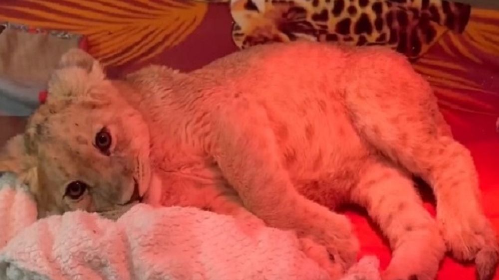 ������� ������ �� ����, �� ��� ����� �����: ������������ ������, ������� �������� �� ���������� � ����, ���� �� ��������