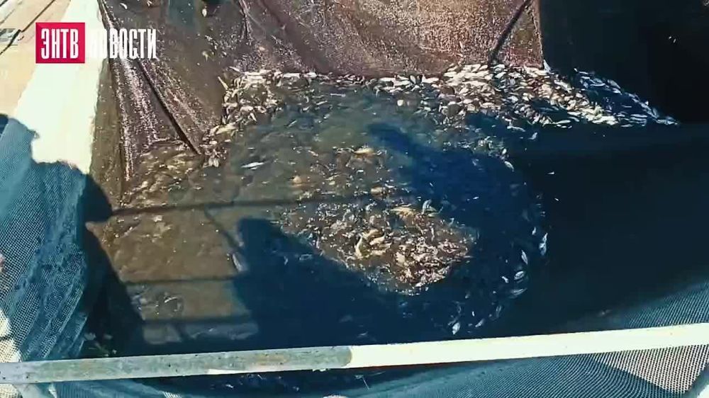 ���������� ���� ��������� � ����-���������� ����� ����������� ����� ����