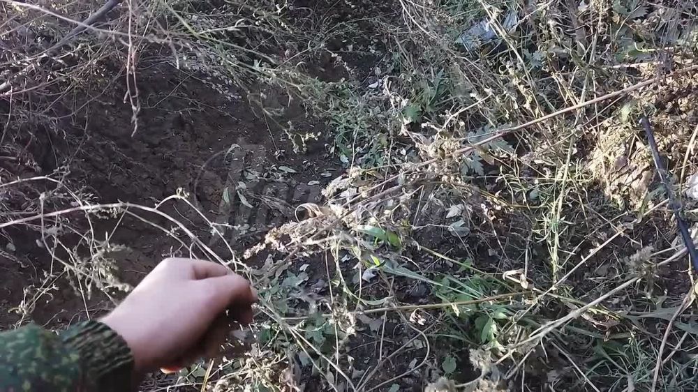 ����� �����: ��� ����� �� ������ ������� ������� � �������� Readovka � �������, �������������� ������ ������� �����