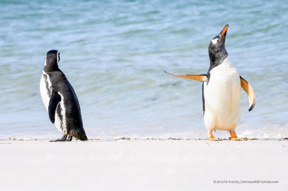 ����� ������� �������� � ����� ������� � ��������� ������������ Comedy Wildlife Photography Awards � 2023