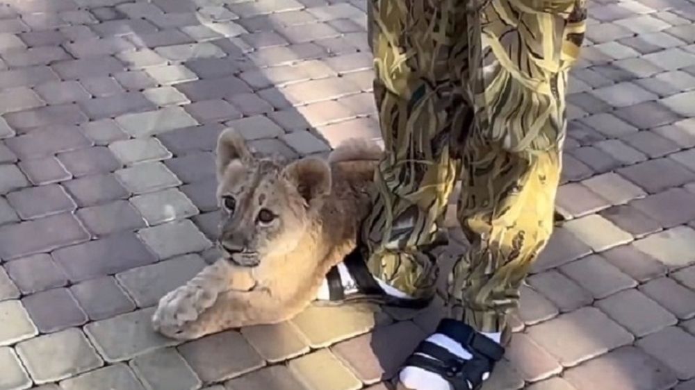 ������� �������� � ��������� ���������: ������������ ������ �� ���������� ����� �� ������ �������� � �����