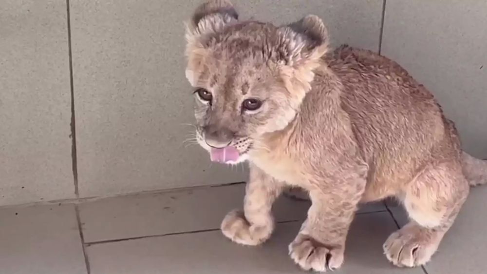 ������ �������: ������ �� ���������� � ����� ������ �� ����� ��������