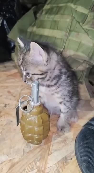 ������ �����. ZA_FROHT
