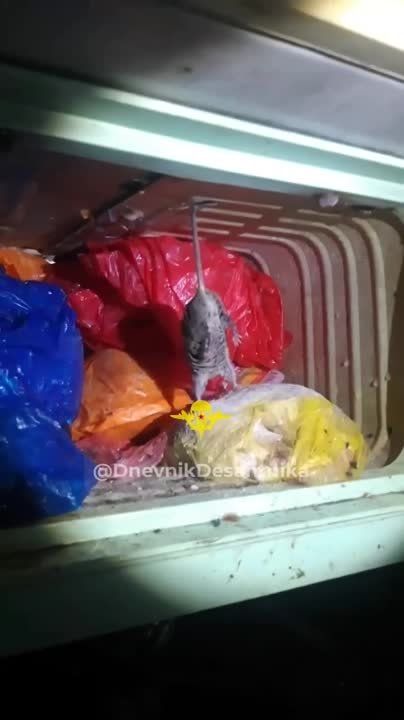 � ��� ��� � ������������ ���� �����������